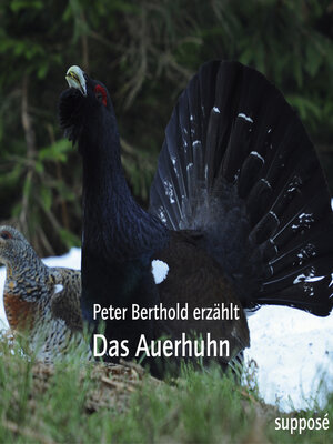 cover image of Das Auerhuhn
